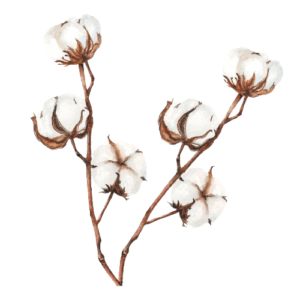 कपास (Cotton)