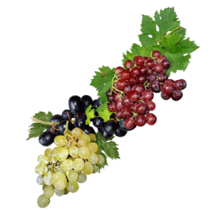 अंगूर (Grapes)
