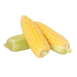 मक्का (Maize)