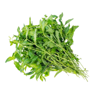 मेंथा (Mentha)