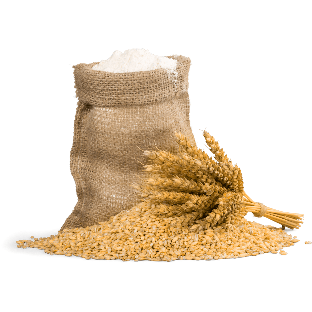 गेहूँ (Wheat)